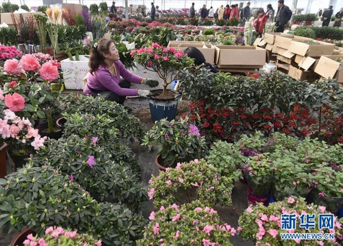 1月10日,商户在固安县一家农业合作社花卉大棚内打理准备销售的鲜花.
